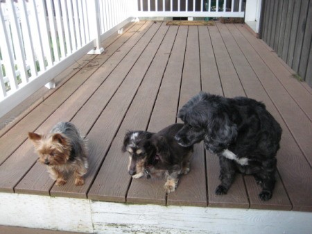 Three dogs on the deck.