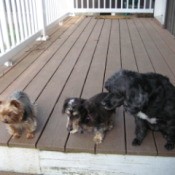 Three dogs on the deck.