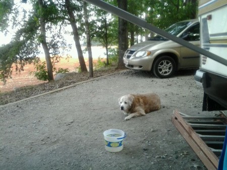 Lying in parking area of campsite.