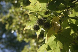 Sweetgum Tree