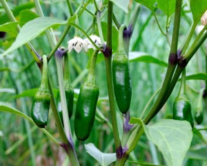 Jalapeno Peppers