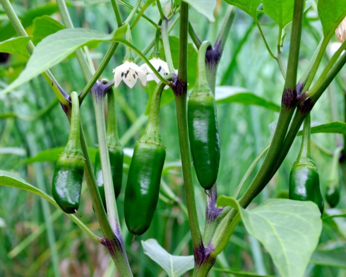 Growing Jalapeno Peppers | ThriftyFun