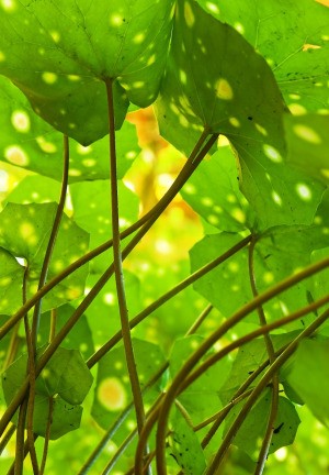 Ligularia "Tractor Seat Plant"