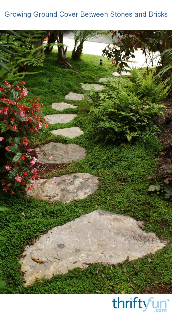 Growing Ground Cover Between Stones and Bricks? | ThriftyFun