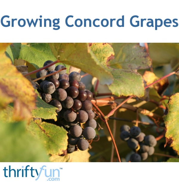 growing-concord-grapes-thriftyfun