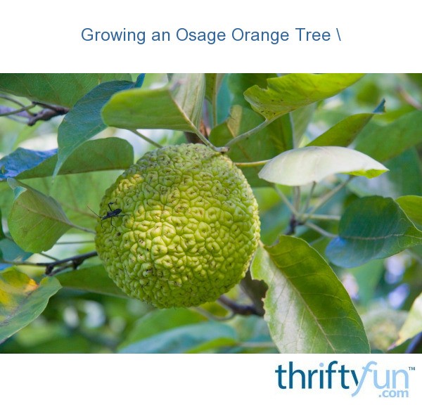 Growing an Osage Orange Tree "Hedge Apple"? ThriftyFun