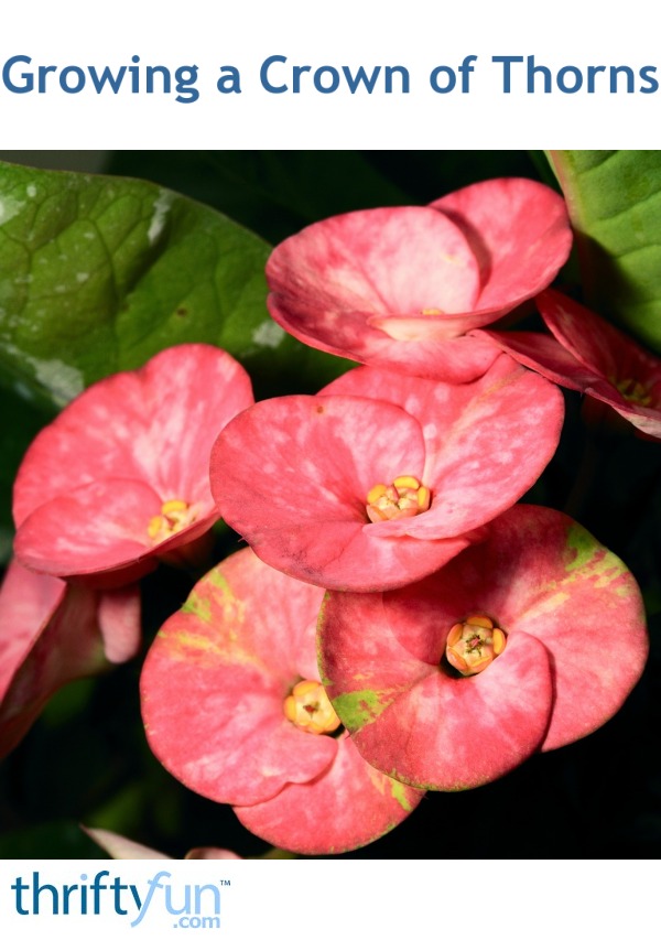 Growing a Crown of Thorns? | ThriftyFun