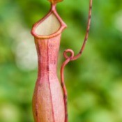 Nepenthes Ventricosa (Pitcher Plant)