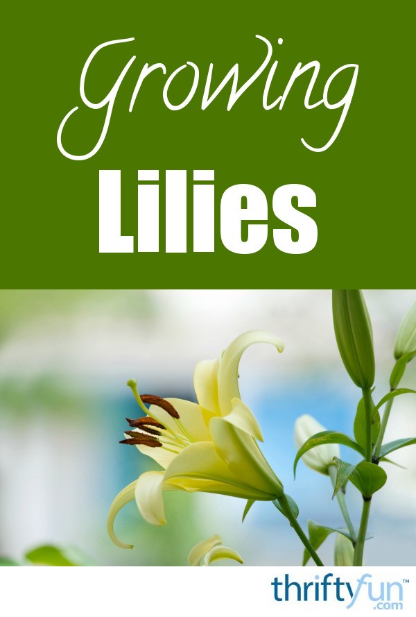 Growing Lilies | ThriftyFun