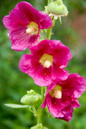 Blooming Hollyhocks