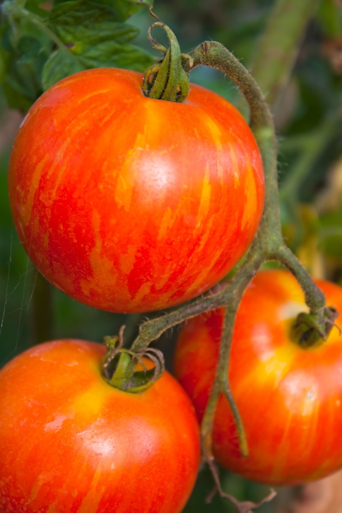 Growing Heirloom Tomatoes? ThriftyFun