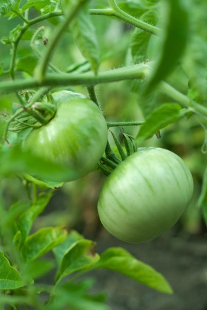 green tomatoes