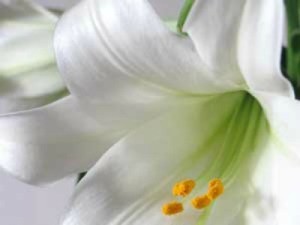 Easter Lilies