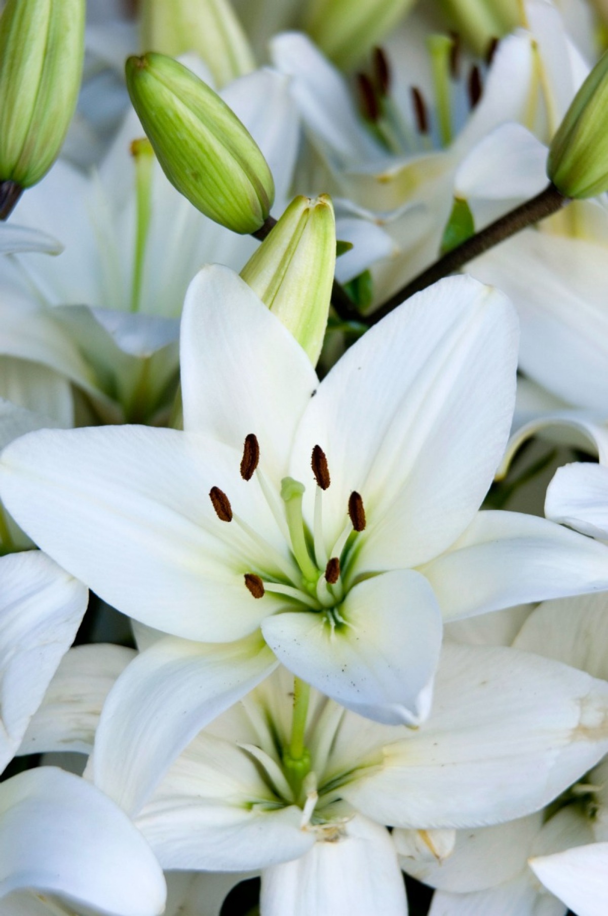 caring-for-potted-easter-lilies-thriftyfun