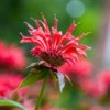 red bee balm flower closeup