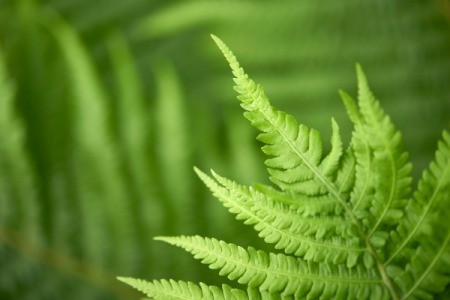 Growing Woodland
Ferns from Spores