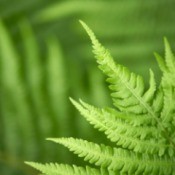 Growing Woodland
Ferns from Spores