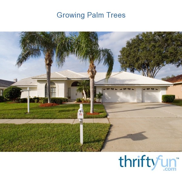 List 93+ Pictures Can Palm Trees Grow In Kentucky Sharp