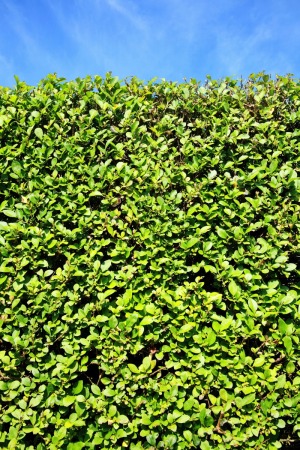 Privet Hedge