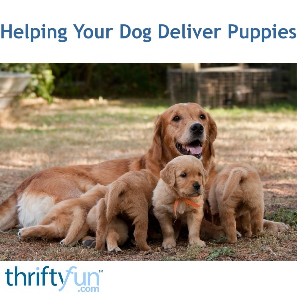 helping-your-dog-deliver-puppies-thriftyfun