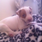 Pit lying on fleece blanket.
