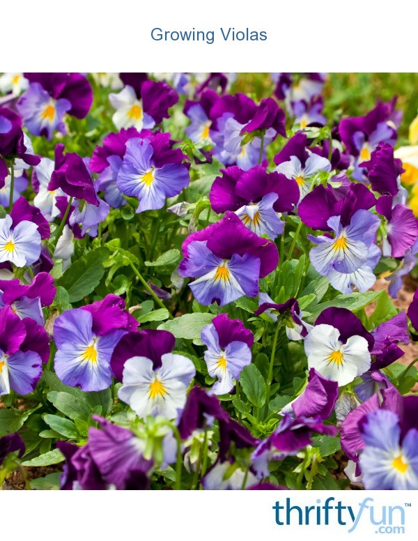 Growing Violas ThriftyFun