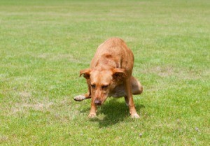 dog peeing on grass