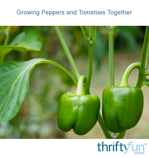Growing Peppers and Tomatoes Together ThriftyFun
