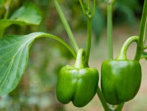 green peppers growing