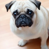 A pug sitting on the floor in the kitchen.