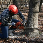 A man cutting down a tree.