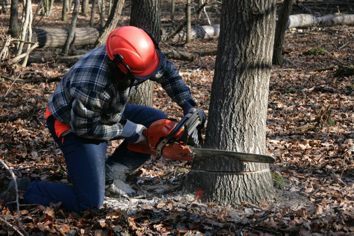 Man Chopping Down Tree