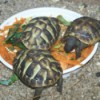 Hermann Tortoises
