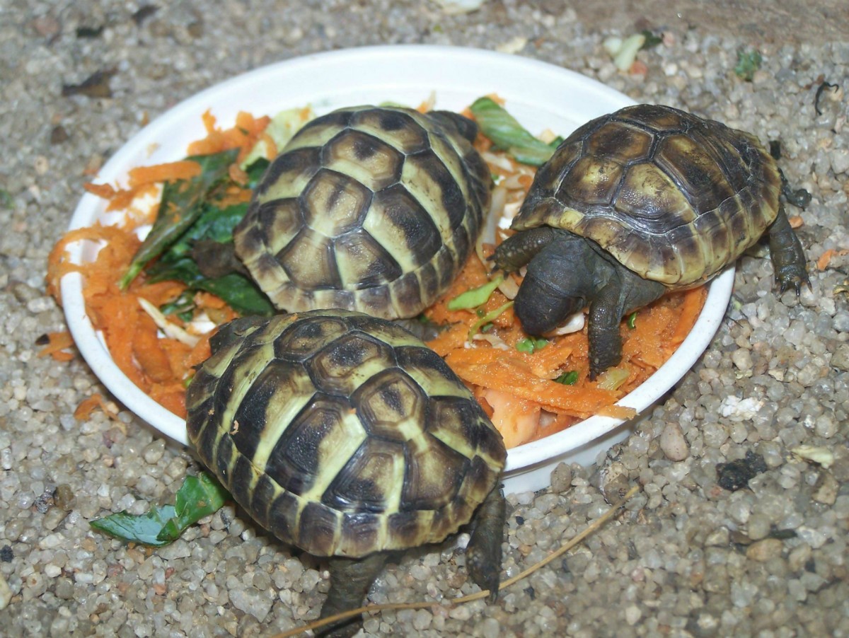 Hermann Tortoises (Monte Casino Bird Park, South Africa) | ThriftyFun