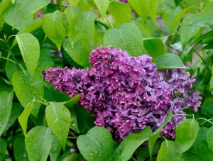 Lilac Flowers