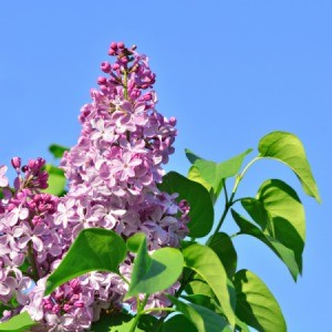 Lilac Bush