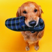 Dog stealing a shoe.