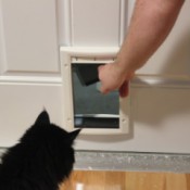 Cat checking out the door