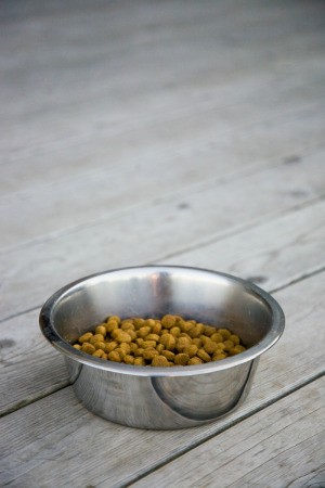 dog food outside