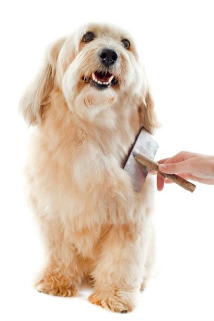 brushing a dog
