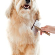 brushing a dog