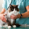 A cat getting a check-up from a veterinarian.