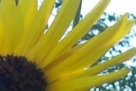 Sunflowers From Bird Seeds