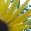 Sunflowers From Bird Seeds