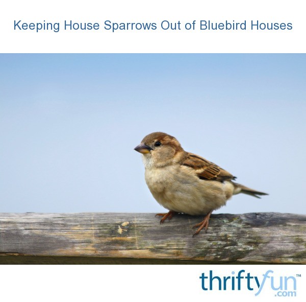 keeping-house-sparrows-out-of-bluebird-houses-thriftyfun