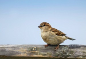 House sparrow on a fence.