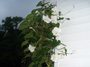 Starting Moonflower Vine Seed