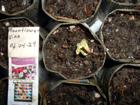 Starting Moonflower Vine Seed