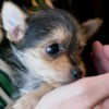 Chihuahua Yorkshire Terrier Mix