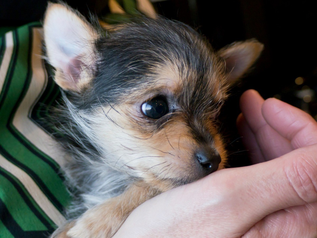 Chihuahua Yorkshire Terrier Mix Photos ThriftyFun